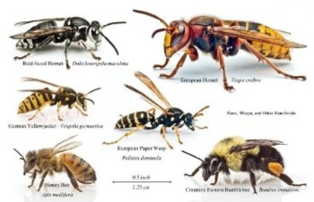 Remove Bees & Wasps Bees & Wasps