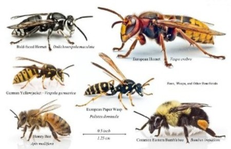 Bees & Wasps