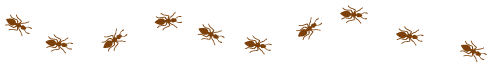 Humboldt Termite & Pest Control Ants Graphic