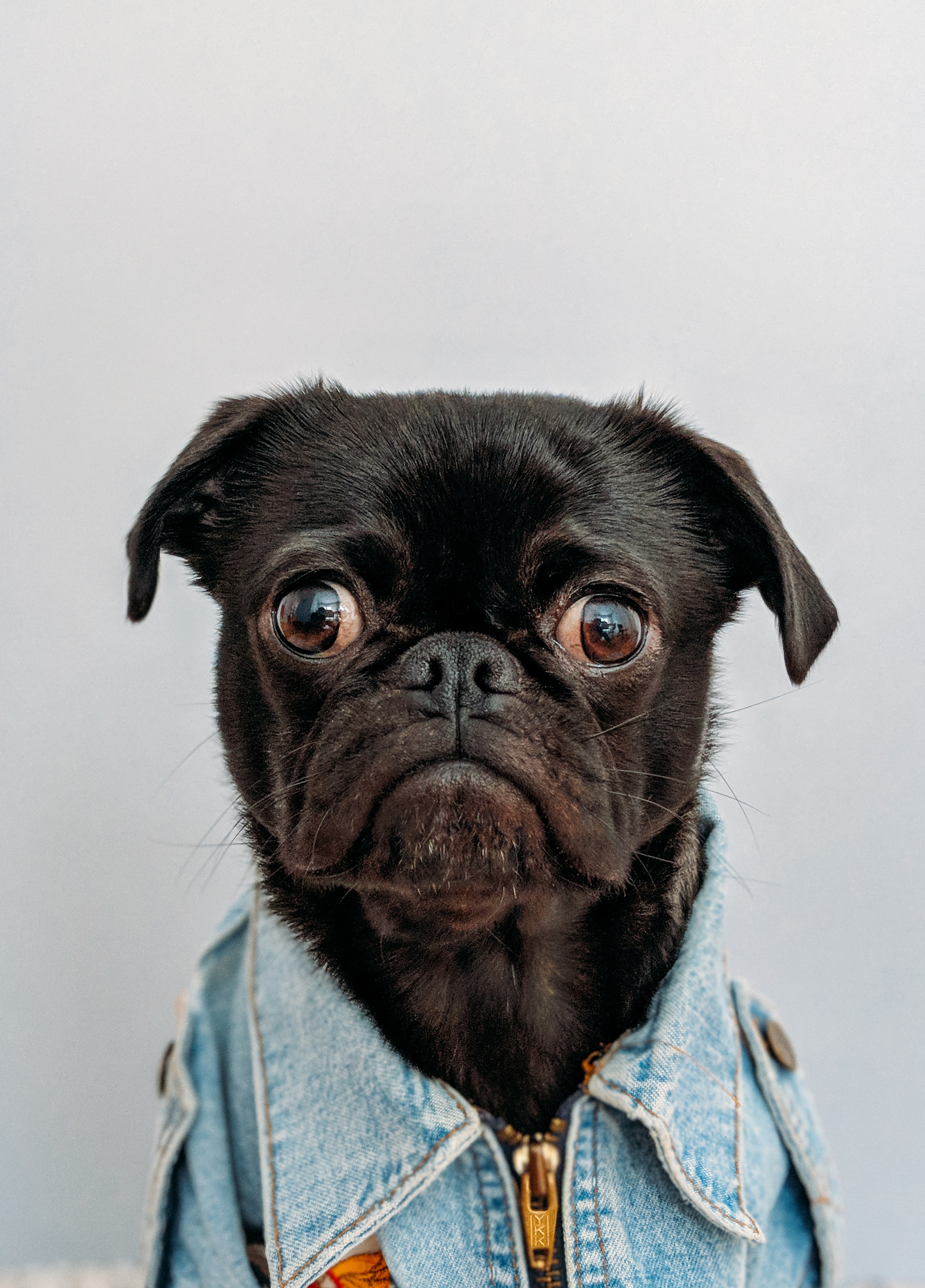 Pug in Denim