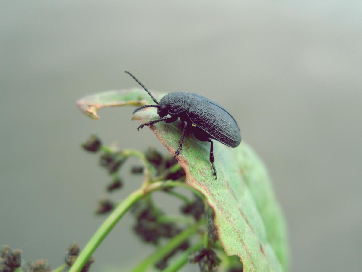Image of a Beetle - Humboldt Termite & Pest Control
