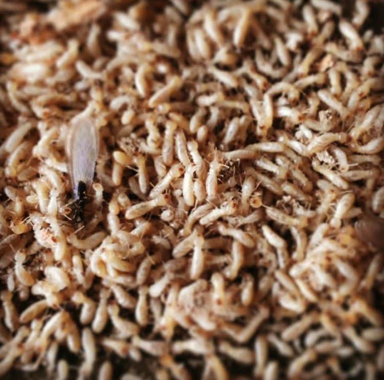 Image displaying Termite Swarm - Humboldt Termite & Pest Control