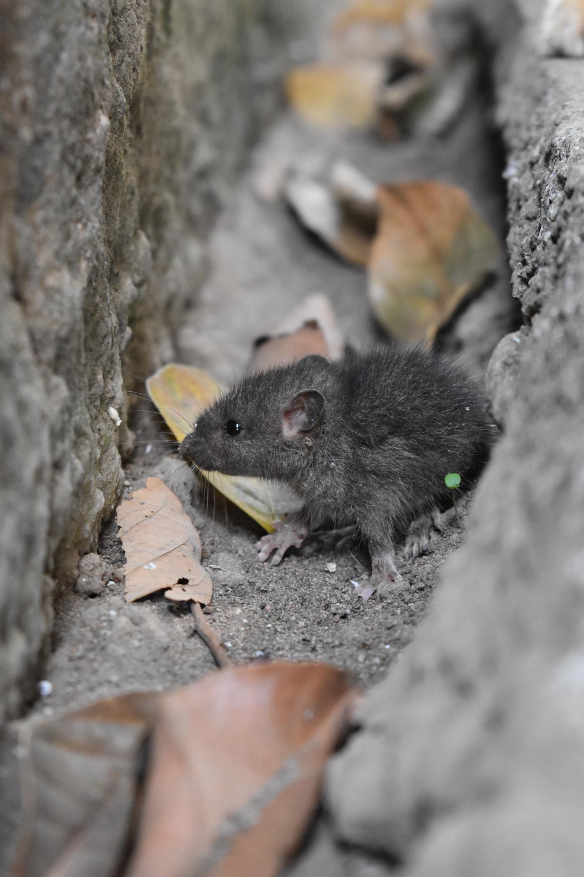 Image of a mouse on the ground - Humboldt Termite & Pest Control
