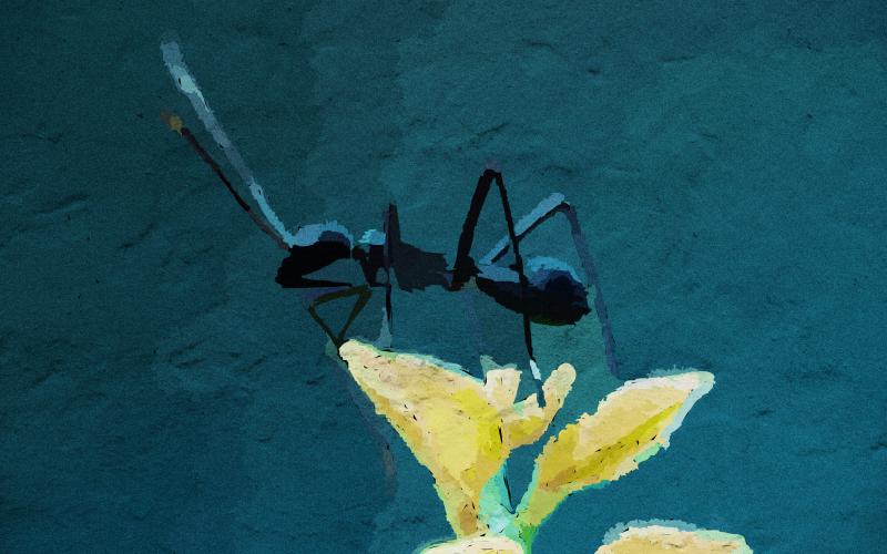 Image of an ant on flower - Humboldt Termite & Pest Control