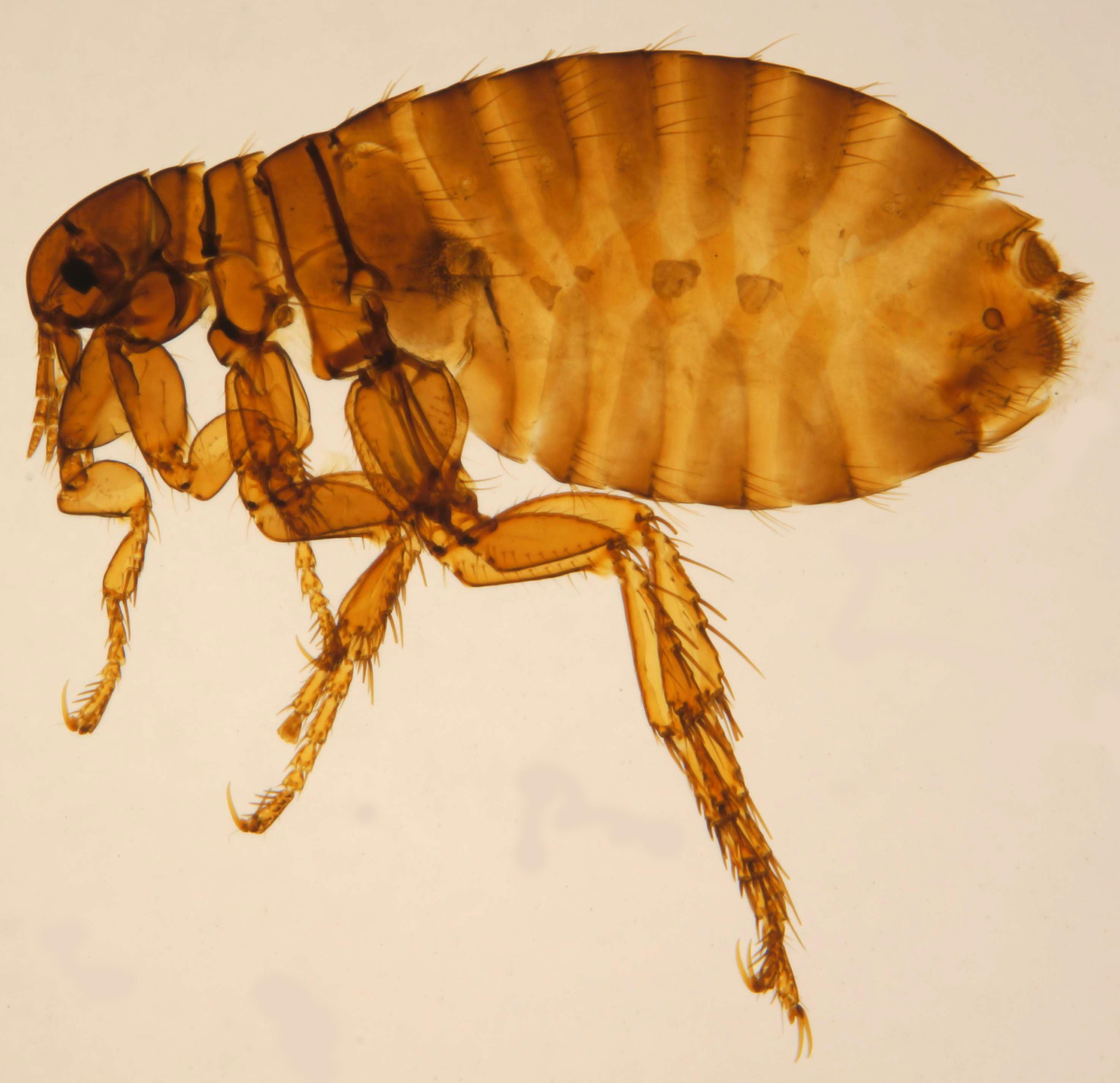 Image of flea - humboldt termite & pest control